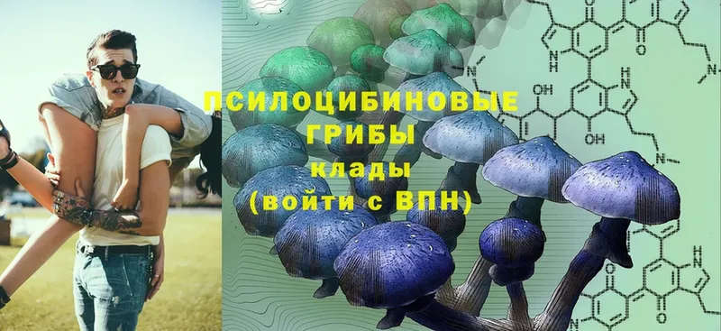 Псилоцибиновые грибы Psilocybe  Вилюйск 